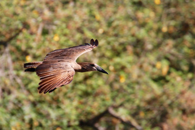 Hamerkop 