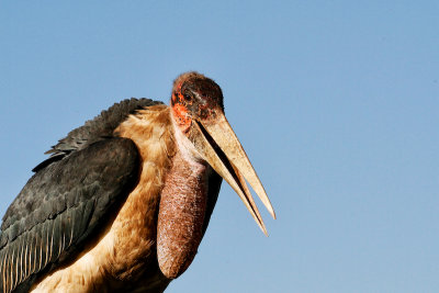 Marabou Stork 
