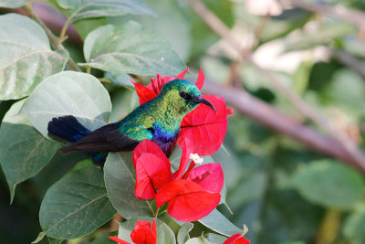 Marico Sunbird