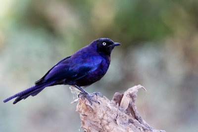 Ruppell's Starling