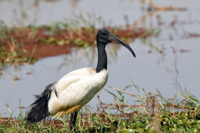 Sacred Ibis