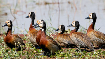 White-faced Whistling Ducks 