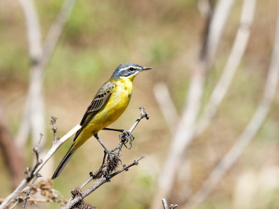 Yellow Wagtail