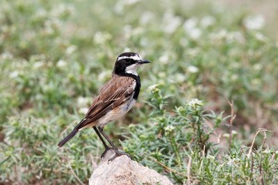 Capped Wheatear