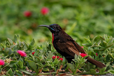 Scarlet-chested Sunbird 