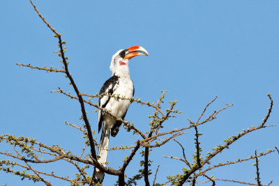 Von der Decken's Hornbill