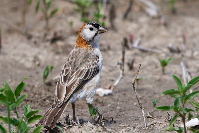 Speckled-fronted Weaver