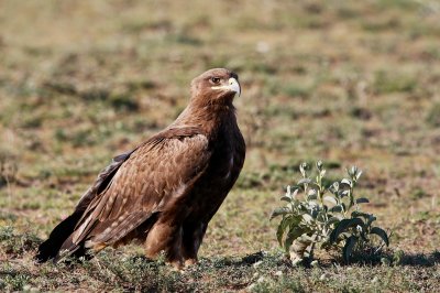 Tanzania - Serengeti