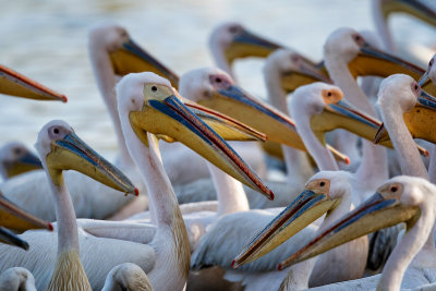 Great White Pelicans 
