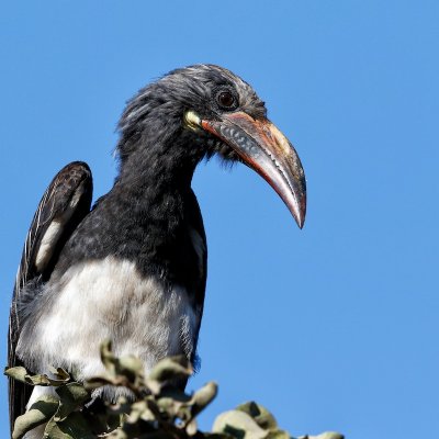 Hemprich's Hornbill 