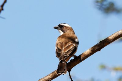 White-browed Sparrow Weaver 