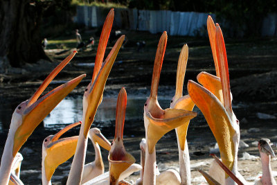Great White Pelicans