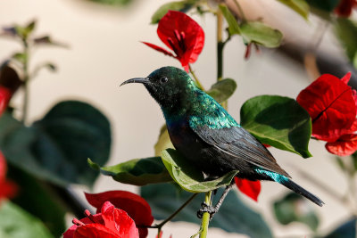 Marico Sunbird 