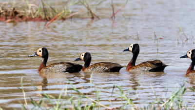 White-faced Whistling Ducks 