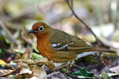 Abyssinian Ground Thrush 