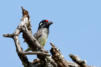 Banded Barbet