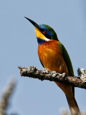 Blue-fronted Bee-Eater 