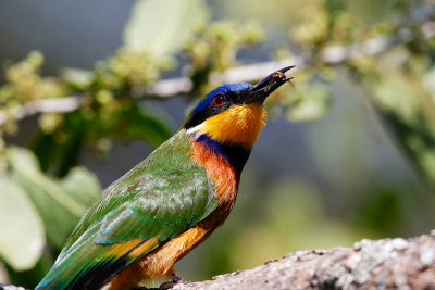 Blue-fronted Bee-Eater 