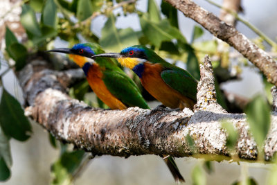 Blue-fronted Bee-Eaters 