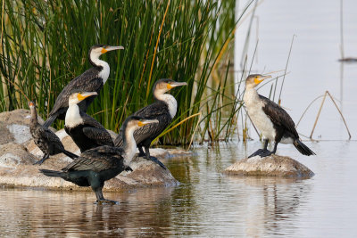 Cormorants (Great and Long-tailed)