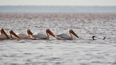 Great White Pelicans and Cormorant leaders