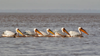 Great White Pelicans and Long-tailed Cormorant