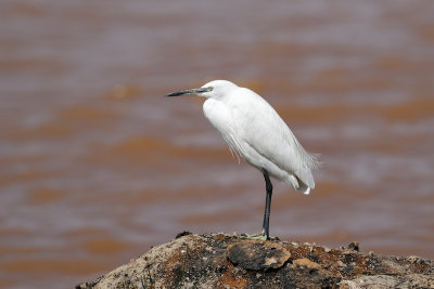 Little Egret