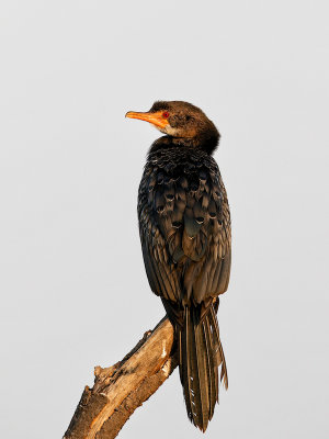 Long-tailed Cormorant 