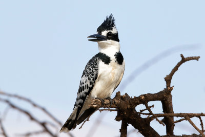 Pied Kingfisher 