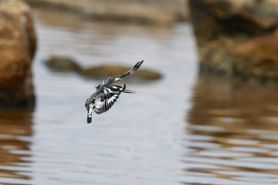 Pied Kingfisher 