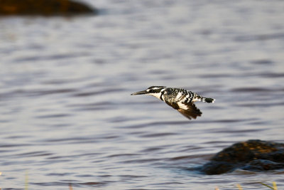 Pied Kingfisher 