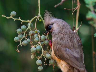 Speckled Mousebird 