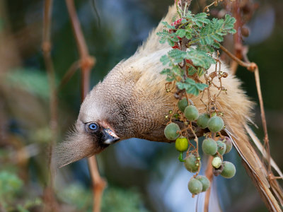 Speckled Mousebird 