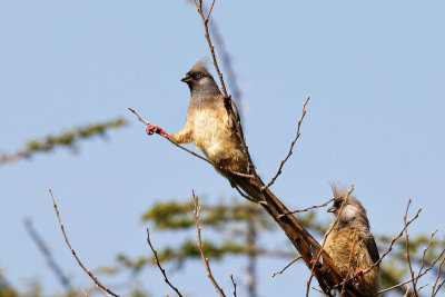 Speckled Mousebirds 