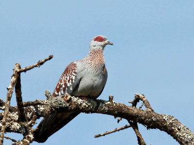 Speckled Pigeon