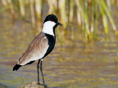 Spur-winged Plover 