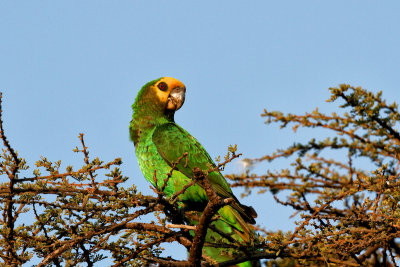 Yellow-fronted Parrot