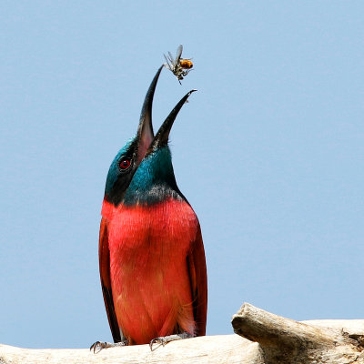 Ethiopia Birds - Bishangari area 