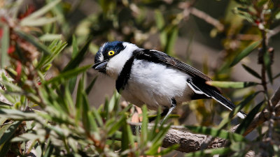 Black-headed Batis 