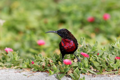 Scarlet-chested Sunbird 