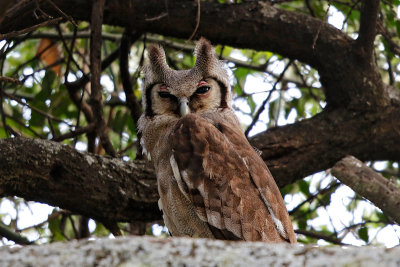 Verreaux's Eagle-Owl 