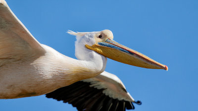 Great White Pelican 