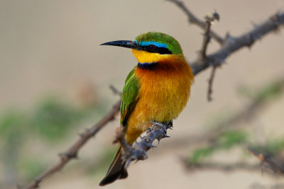 Little Bee-eater 