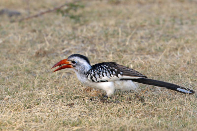 Red-billed Hornbill 