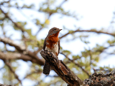 Red-throated Wryneck