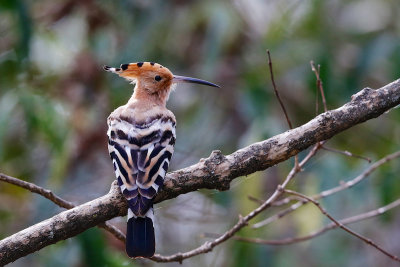 African Hoopoe