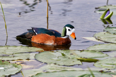 African Pygmy-goose 