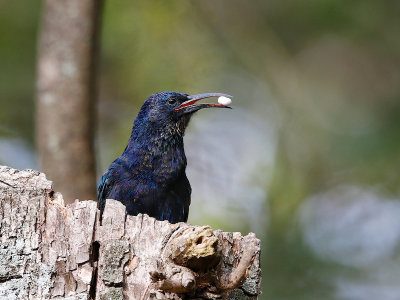 Black-billed Wood Hoopoe 