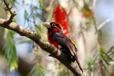 Double-toothed Barbet