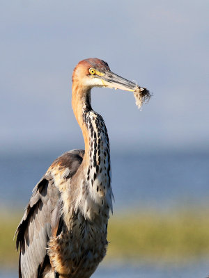 Goliath Heron